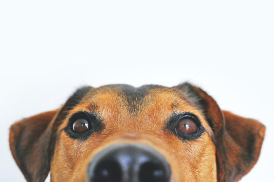 Storage Ideas for Man's Best Friend